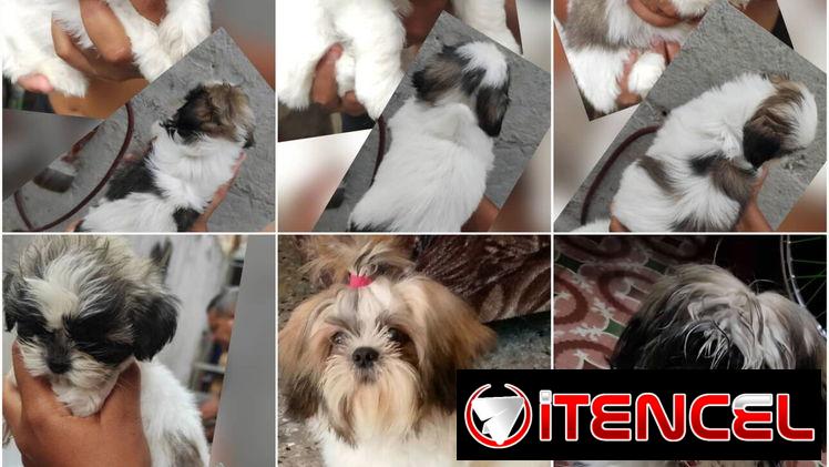 🐾 ¡HERMOSOS SHIH TZU AMBOS SEXOS BUSCANDO UN  HOGAR LLENO DE AMOR BETTY MASCOTAS WHAT’SAPP 52506841! 🐾