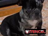 ((( BULLDOG FRANCÉS  MACHO YA VACUNADO EN VENTA BETTY MASCOTAS WHATSAPP 52506841 )))
