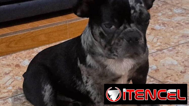 ((( BULLDOG FRANCÉS  MACHO YA VACUNADO EN VENTA BETTY MASCOTAS WHATSAPP 52506841 )))