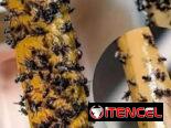 ‼️ Cintas Atrapa Moscas !!!  Radicamos en Marianao  Servicio a Domicilio en toda La Habana   Contacto Nailé Karell   +53