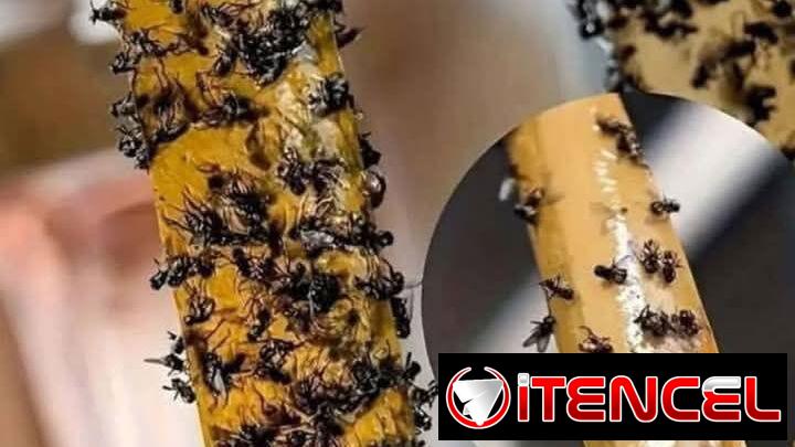 ‼️ Cintas Atrapa Moscas !!!  Radicamos en Marianao  Servicio a Domicilio en toda La Habana   Contacto Nailé Karell   +53