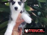 HUSKY SIBERIANO,hembra,en 200 USD o equivalente,TENGO MENSAJERÍA,de 50 días,desparacitada,CON HISTORIA CLÍNICA