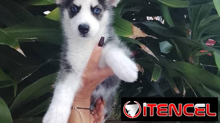 HUSKY SIBERIANO,hembra,en 200 USD o equivalente,TENGO MENSAJERÍA,de 50 días,desparacitada,CON HISTORIA CLÍNICA