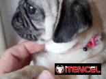PUG CARLINO,hembra,en 450 USD o equivalente,TENGO MENSAJERÍA,tienen 5 meses,2 VACUNAS PUESTAS y con historia clínica