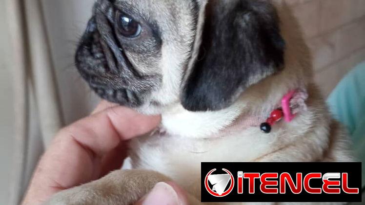 PUG CARLINO,hembra,en 450 USD o equivalente,TENGO MENSAJERÍA,tienen 5 meses,2 VACUNAS PUESTAS y con historia clínica