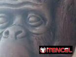 Vendo los Tres Monos Sabios