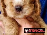 ((( COCKER SPANIEL AMBOS SEXOS WHATSAPP 58746644 )))
