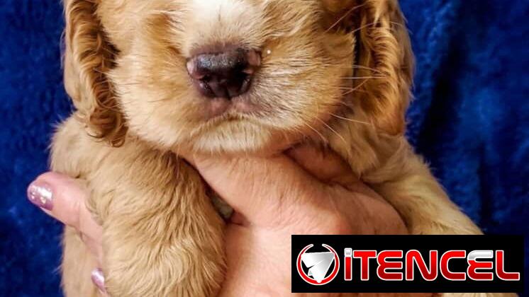 ((( COCKER SPANIEL AMBOS SEXOS WHATSAPP 58746644 )))