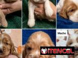 ((( COCKER SPANIEL AMBOS SEXOS WHATSAPP 58746643 )))