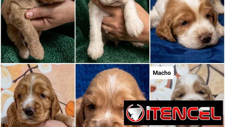 ((( COCKER SPANIEL AMBOS SEXOS WHATSAPP 58746643 )))