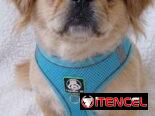 ✅️🐶🐾JUEGO DE PECHERAS Y CORREA PARA MASCOTAS 📲53902244