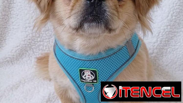 ✅️🐶🐾JUEGO DE PECHERAS Y CORREA PARA MASCOTAS 📲53902244