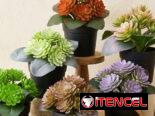 Maceta con suculenta (CV)