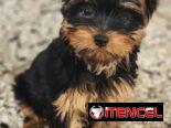 🐶 CACHORROS DE RAZAS CON GARANTÍA Y CONFIANZA BETTY MASCOTAS WHATSAPP 52506841 🐶