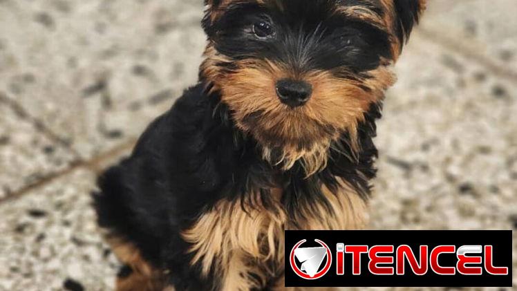 🐶 CACHORROS DE RAZAS CON GARANTÍA Y CONFIANZA BETTY MASCOTAS WHATSAPP 52506841 🐶