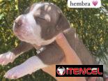 Pitbull