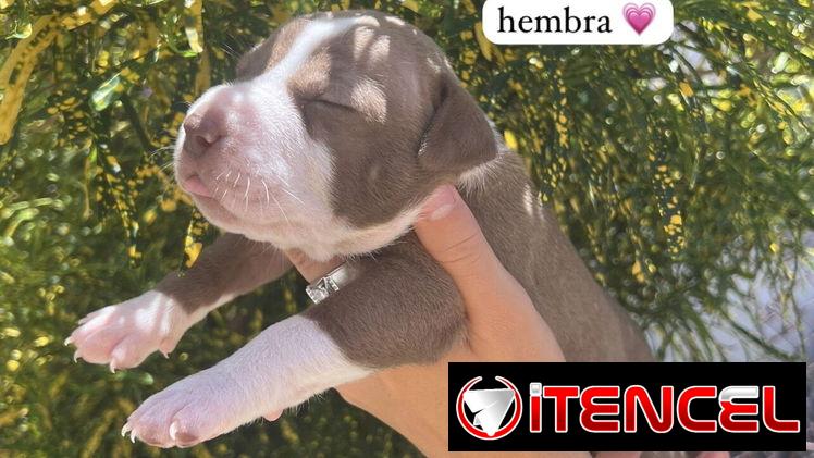 Pitbull