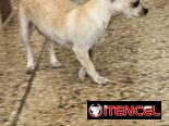 CHIHUAHUA HEMBRA DE 1 AÑO