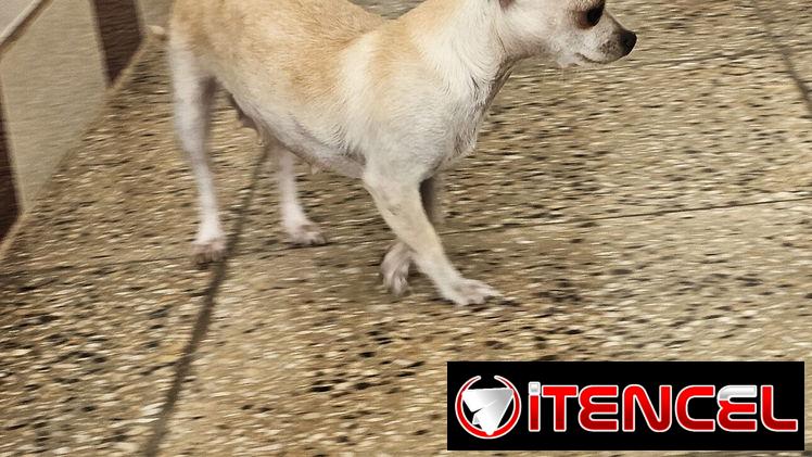 CHIHUAHUA HEMBRA DE 1 AÑO