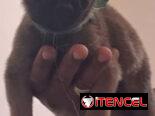 PASTOR MALINOIS,ambos sexos,en 150 USD o equivalente(ACEPTO TRANSFERENCIA)TENGO MENSAJERÍA,de 35 días y desparacitados