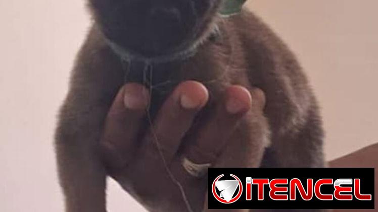 PASTOR MALINOIS,ambos sexos,en 150 USD o equivalente(ACEPTO TRANSFERENCIA)TENGO MENSAJERÍA,de 35 días y desparacitados