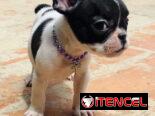 🐾Hermosas Bulldogs🐮Francés🇫🇷Hembritas 🌸