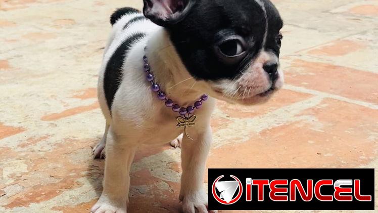 🐾Hermosas Bulldogs🐮Francés🇫🇷Hembritas 🌸