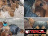 💜💜💜* 🐶¿BUSCAS UN CACHORRO?* EN BETTY MASCOTAS TE AYUDAMOS A ENCONTRAR TÚ FIEL COMPAÑERO WHATSAPP 52506841  💜💜💜