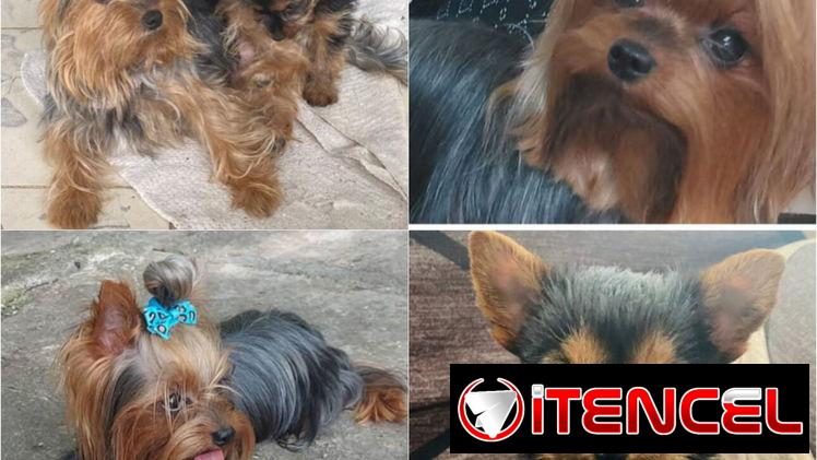 💜💜💜* 🐶¿BUSCAS UN CACHORRO?* EN BETTY MASCOTAS TE AYUDAMOS A ENCONTRAR TÚ FIEL COMPAÑERO WHATSAPP 52506841  💜💜💜