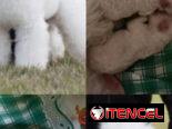 Bellos Caniche Toy