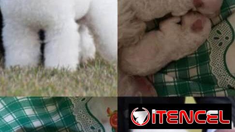 Bellos Caniche Toy