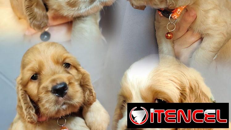 Hermosos cachorros cocker