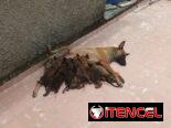VENDO PASTOR BELGA MALINOIS