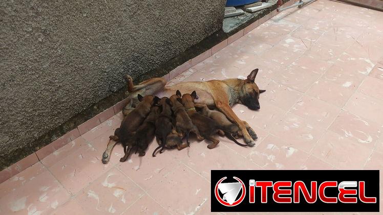 VENDO PASTOR BELGA MALINOIS