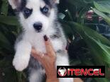 HUSKY SIBERIANO,ambos sexos,en 200 USD o equivalente,TENGO MENSAJERÍA,de 45 días y desparacitados,con historia clínica