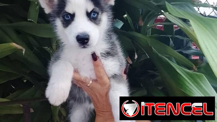 HUSKY SIBERIANO,ambos sexos,en 200 USD o equivalente,TENGO MENSAJERÍA,de 45 días y desparacitados,con historia clínica