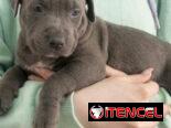PITBULL AZUL,ambos sexos,en 180 USD o equivalente(ACEPTO TRANSFERENCIA)TENGO MENSAJERÍA,tienen 50 días y desparacitados