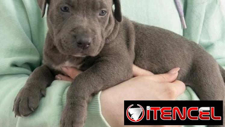 PITBULL AZUL,ambos sexos,en 180 USD o equivalente(ACEPTO TRANSFERENCIA)TENGO MENSAJERÍA,tienen 50 días y desparacitados
