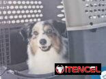 GUACAL NUEVO para mascotas de hasta 50 y 70 libras,en 180 USD o equivalente(ACEPTO TRANSFERENCIA),TENGO MENSAJERÍA.