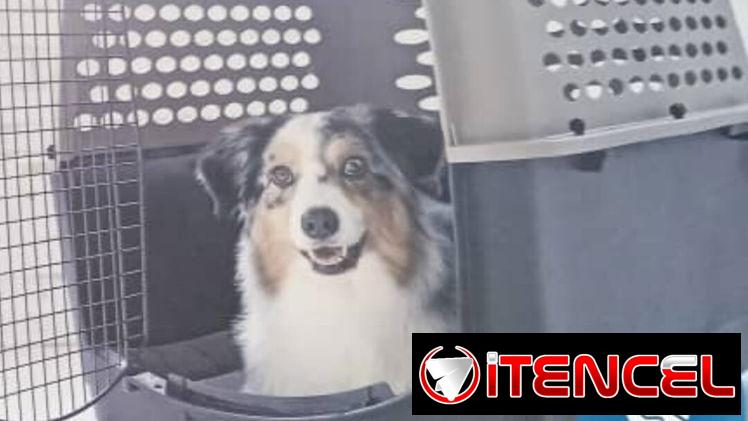 GUACAL NUEVO para mascotas de hasta 50 y 70 libras,en 180 USD o equivalente(ACEPTO TRANSFERENCIA),TENGO MENSAJERÍA.