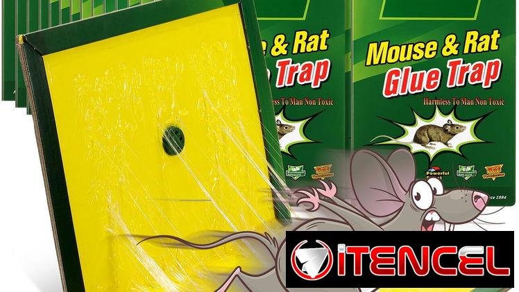 Trampa adhesiva para ratones