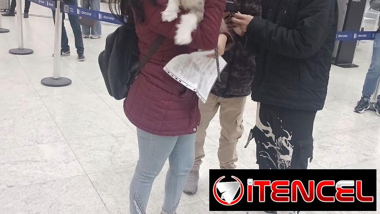 AGENCIA DE VIAJES DE MASCOTA