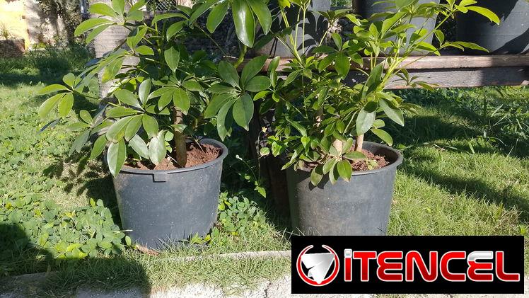 Servicios de Jardinería y Artículos!!