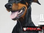 Colonia para perro macho