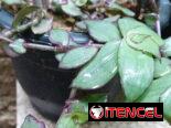 Plantas naturales