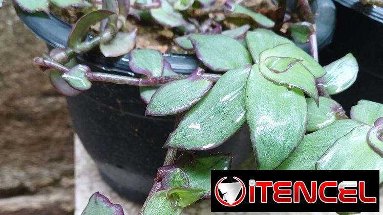 Plantas naturales