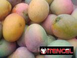 🚨🚨5 x $100 Deliciosos mangos 😋