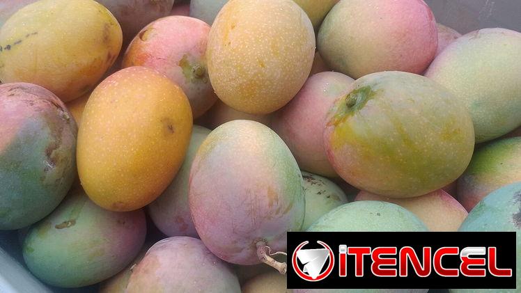 🚨🚨5 x $100 Deliciosos mangos 😋