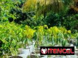 Venta de arboles frutales y ornamentales