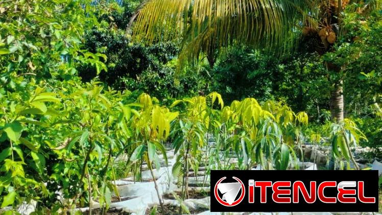 Venta de arboles frutales y ornamentales
